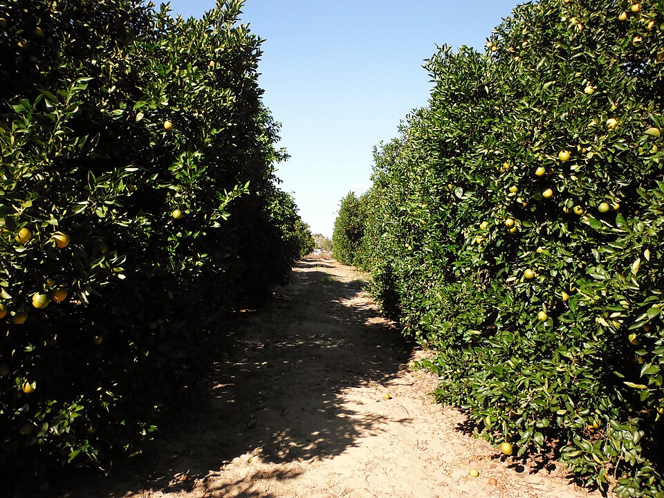 Healthy Valencia orange trees in a grove near Sebring, Florida